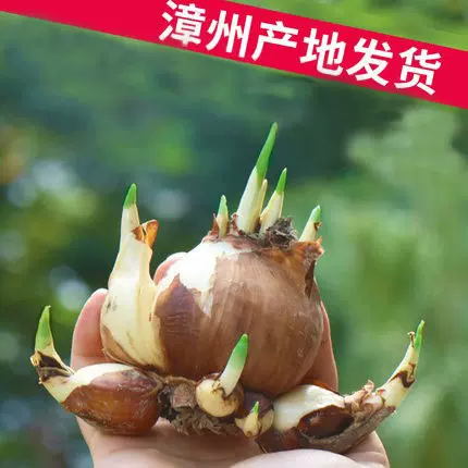 漳州正宗水仙花种球花卉绿植水培土培易养活种子球根