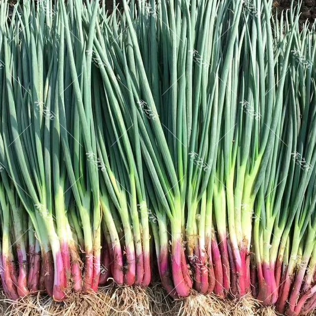 Red root chive seeds red onion chive seeds onion seeds four seasons autumn and winter potted vegetable seedlings rapeseed