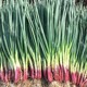 Red root chive seeds red onion chive seeds onion seeds four seasons autumn and winter potted vegetable seedlings rapeseed