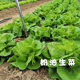 Italian cream lettuce seeds Roman peacock carrot purple lettuce seeds vegetable spring and summer rapeseed seeds