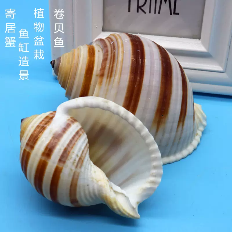 天然贝壳大海螺琴螺卷贝鱼繁殖壳多肉花盆鱼缸水族