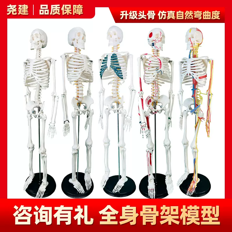 【最安価格】ドイツSOMSO社 ソムソ社製 脊柱骨格 人体模型 置物