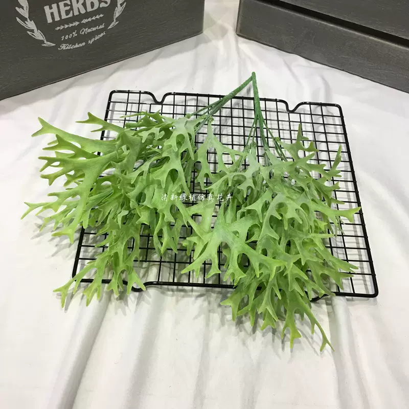 鹿角草植物 新人首单立减十元 21年11月 淘宝海外