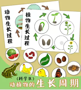 植物生长过程 新人首单立减十元 22年7月 淘宝海外 植物生长过程 新人首单立减十元 22年7月 淘宝海外
