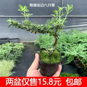 抱石提根盆景 新人首单立减十元 22年7月 淘宝海外