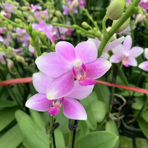 水仙花紫色 新人首单立减十元 22年4月 淘宝海外