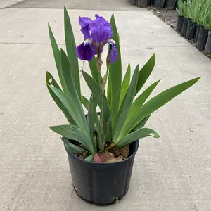 球根植物球根花卉 新人首单立减十元 22年7月 淘宝海外 球根植物球根花卉 新人首单立减十元 22年7月 淘宝海外