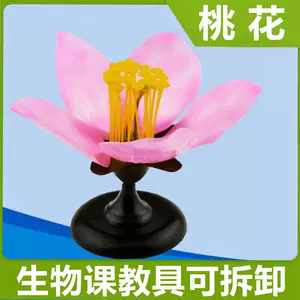 双子叶植物模型- Top 50件双子叶植物模型- 2023年12月更新- Taobao