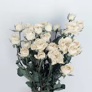 白薔薇花束 Top 49件白薔薇花束 22年12月更新 Taobao