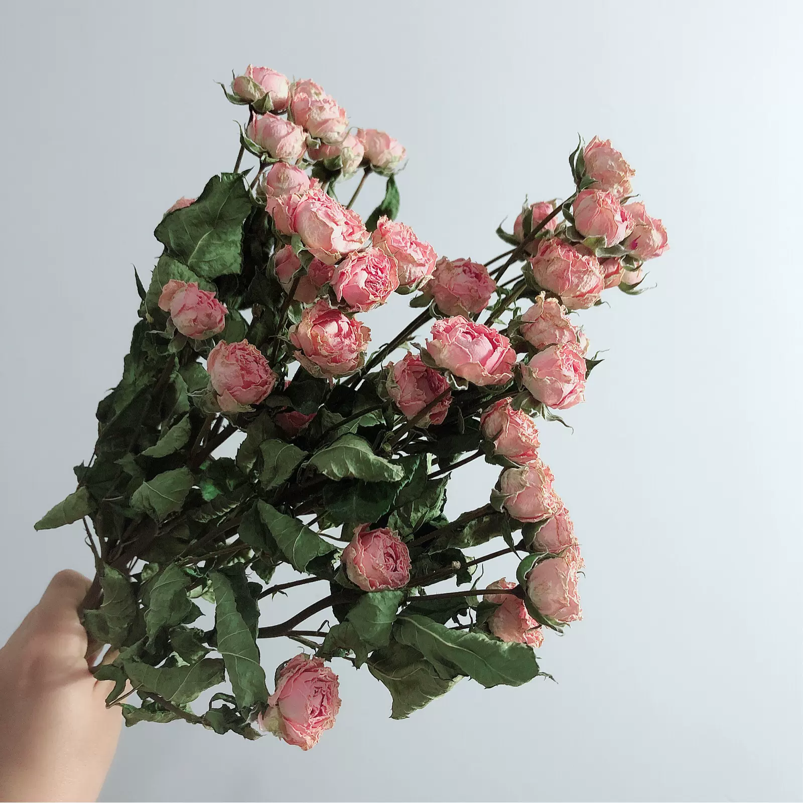 浅粉色玫瑰干花蔷薇风干花花束真花小清新文艺家居摆设花束