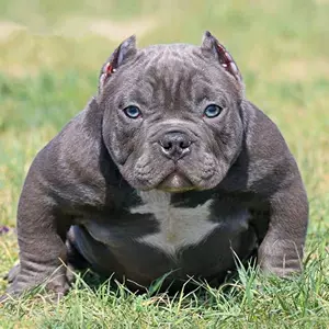 美国恶霸犬 新人首单立减十元 22年11月 淘宝海外