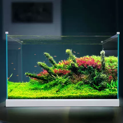 加宽小水草 新人首单立减十元 22年1月 淘宝海外
