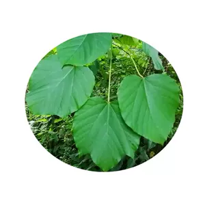 桐子树 新人首单立减十元 22年5月 淘宝海外