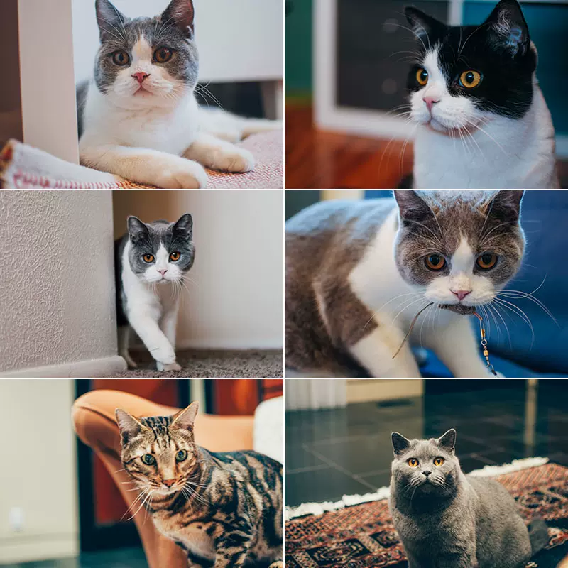 可爱猫猫猫咪宠物猫小猫咪萌宠小动物小猫摄影照片