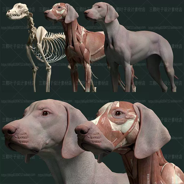 犬解剖 新人首单立减十元 21年10月 淘宝海外