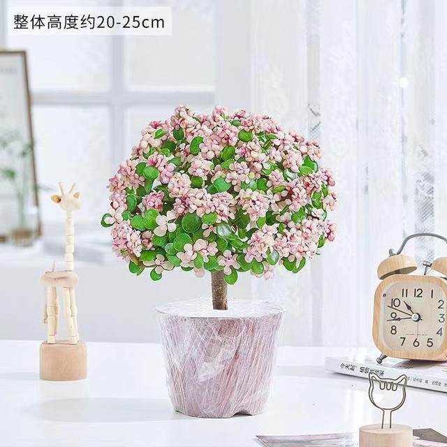 Golden branches, jade leaves, old pile potted succulents, wholesale indoor flowers, drought-resistant, easy to grow for lazy people, lollipop shape