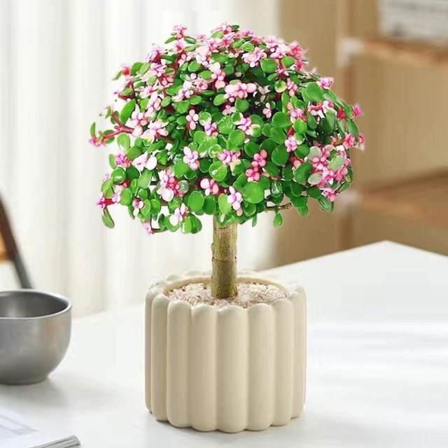 Golden branches and jade leaves for many years old pile potted plants with pots with soil indoor balcony office desktop green plants flower lollipop