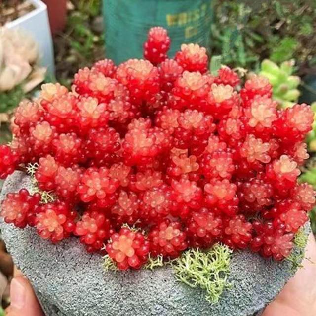 Transfer beads old pile succulent plant potted plants for novices, good succulent multi-headed old pile combination indoor flower potted plants