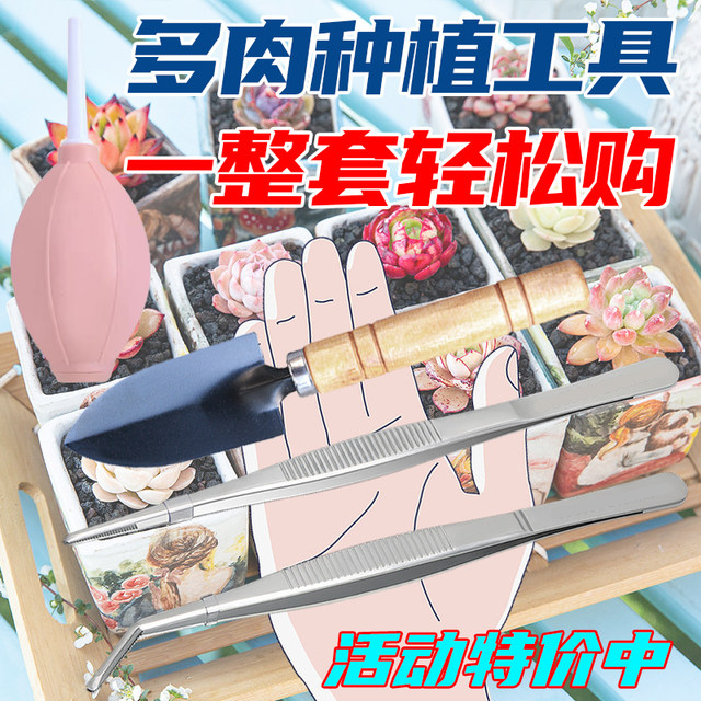 Succulent shovel tool set stainless steel tweezers gardening small shovel shovel soil three-piece set flower clip planting kettle