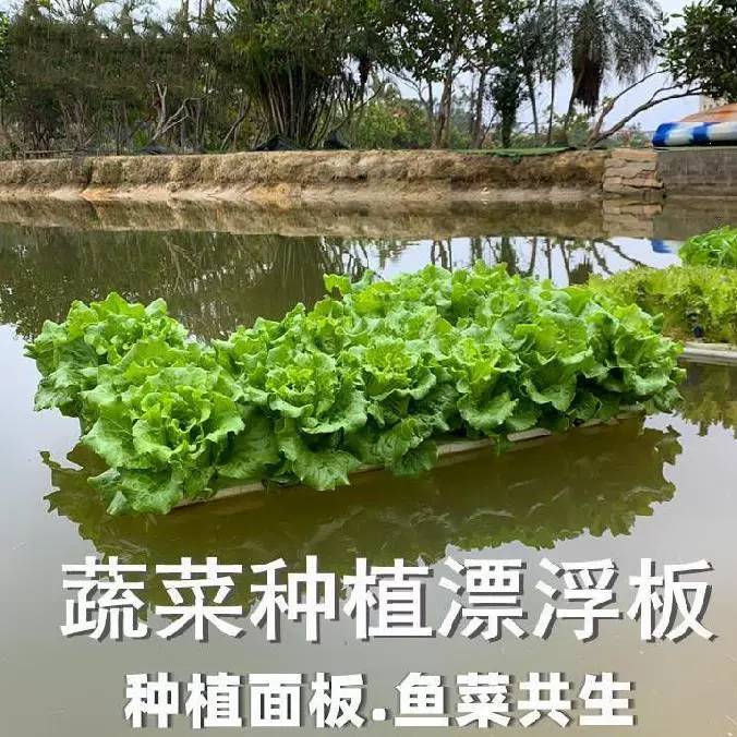 水草的种子 新人首单立减十元 21年11月 淘宝海外