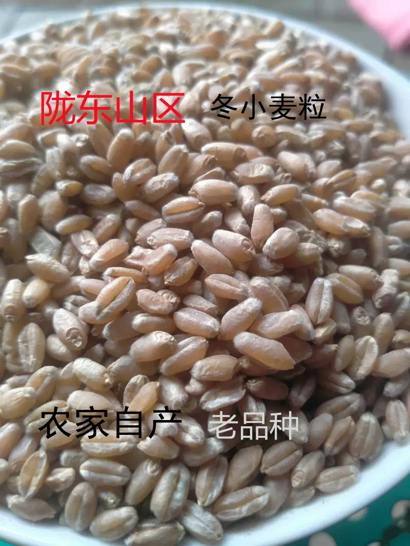 甘肃小麦粒农家自产麦子颗粒老品种冬小麦粮食发芽麦苗麦草汁