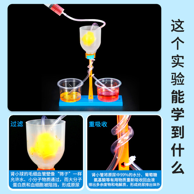 Nephr unit model kidney filtration production material package DIY handmade junior high school biology and children science small experiment set