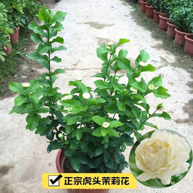 Tiger-headed jasmine flower, super heavy petals, evergreen and rich fragrance potted plant, big flower jasmine perennial plant continues to bloom