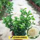 Tiger-headed jasmine flower, super heavy petals, evergreen and rich fragrance potted plant, big flower jasmine perennial plant continues to bloom