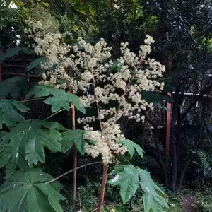 木通花 新人首单立减十元 22年10月 淘宝海外