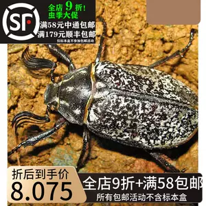 湿虫标本 新人首单立减十元 22年9月 淘宝海外