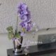 
Modern ins simple style creative ceramic vase home countertop potted container phalaenopsis anthurium flower pot