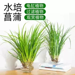 石菖蒲盆景 新人首单立减十元 22年8月 淘宝海外