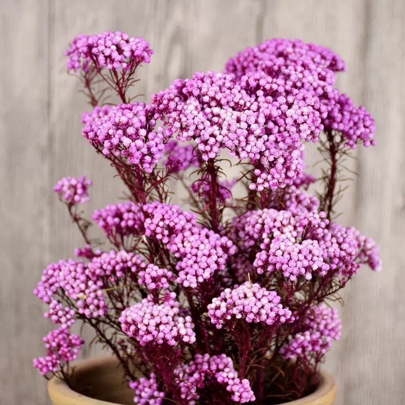 小米花 永生干花居家摆件自然花束装饰艺术天然插花摆客厅