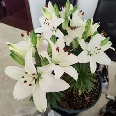 进口香水百合种球 新人首单立减十元 22年2月 淘宝海外