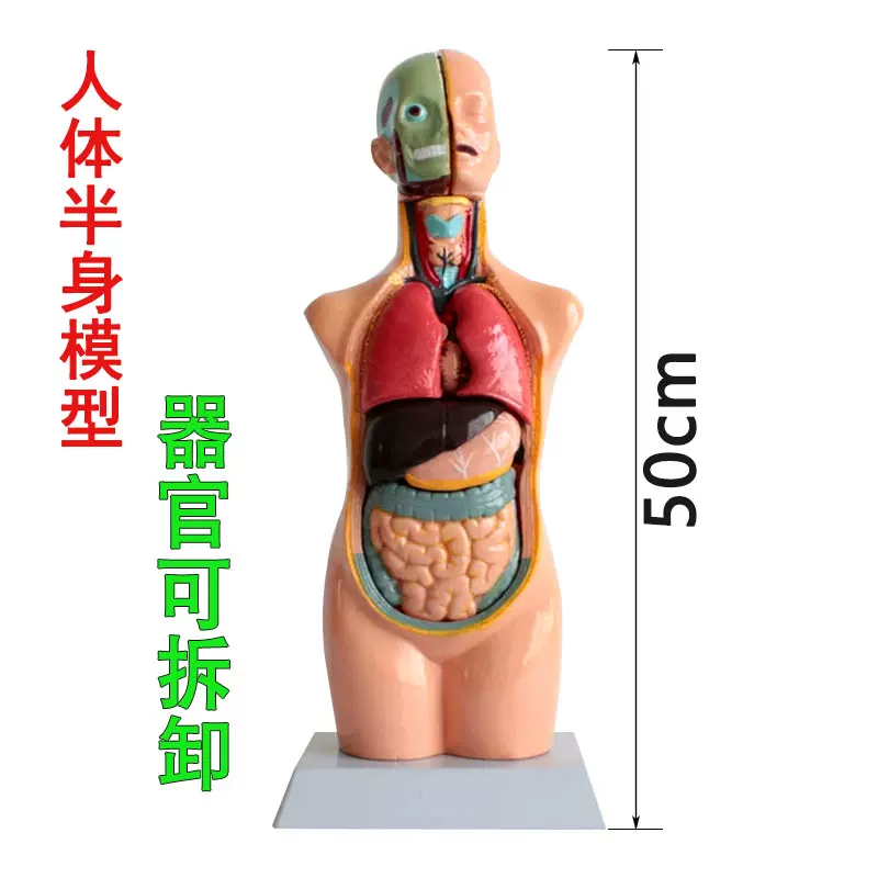 科学室人体模型 新人首单立减十元 2021年11月 淘宝海外