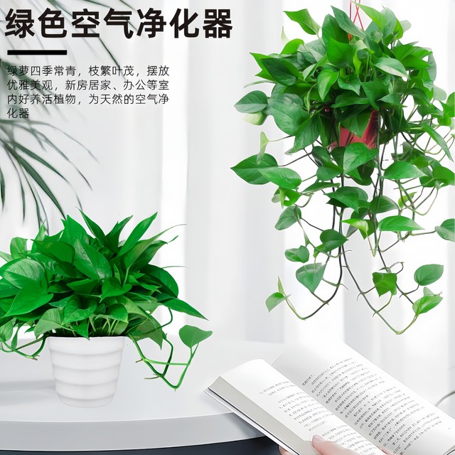 Green ivy potted house plants new house household purification air hydroponic green plants flowers long vines hanging large leaves green ivy