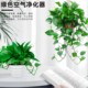 Green ivy potted house plants new house household purification air hydroponic green plants flowers long vines hanging large leaves green ivy