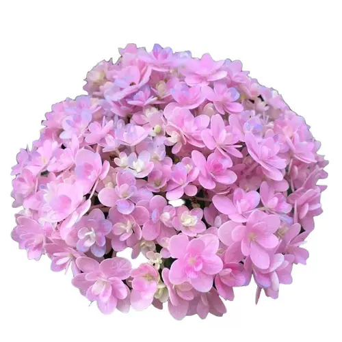 花手鞠 新人首单立减十元 22年2月 淘宝海外