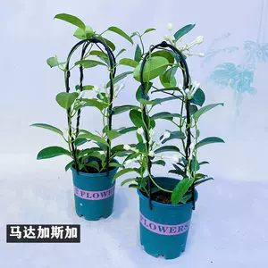 爬蔓植物盆栽 新人首单立减十元 22年8月 淘宝海外