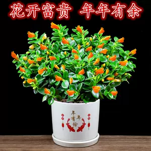 金鱼花 Top 600件金鱼花 22年11月更新 Taobao
