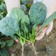 Spinach seeds, autumn and winter cold-resistant seed vegetables, overwintering spinach seeds, rapeseed seeds, old varieties