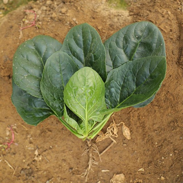 Spinach seeds, autumn and winter cold-resistant seed vegetables, overwintering spinach seeds, rapeseed seeds, old varieties