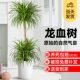 Dracaena potted plants, large green plants, indoor living room, thousand-year-old wood true green plants, dragon's tree, office floor-to-ceiling plants