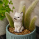 Nine -tailed fox multi -meat flower bonsai decorative ornaments outdoor micro -landscape monkey tail column landscape white fox tail
