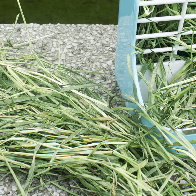 Image showcasing Dry Timothy Grass 2025 New Forage Rabbit Grass Chinchilla Grass Dutch ...
