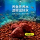 Volcanic stone fish tank special aquarium bottom sand ecological landscaping large volcanic rock particles ancient fish culture filter material