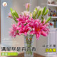 Perfume lily flowers Yunnan base direct hair hydroponic multi -head fresh -cut flower bundle flower insert bottle multiplier flowers