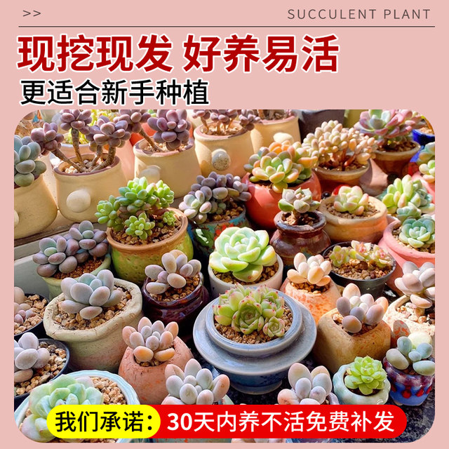 Succulent plant combination indoor small potted plant jade dew peach egg old pile cactus green plant kindergarten cactus gift