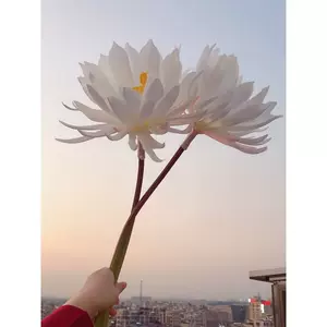 汉服手持道具莲花昙花仿 新人首单立减十元 22年10月 淘宝海外