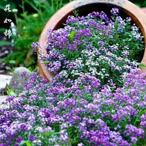 紫色花种- Top 200件紫色花种- 2023年4月更新- Taobao